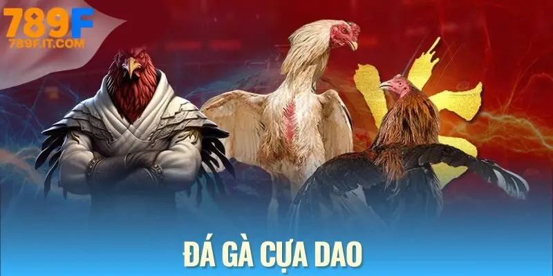 Đá gà cựa dao